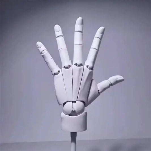 Anatomical Model of the Human Hand
