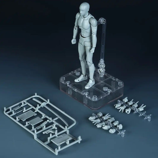 Kun Anatomical Model